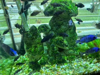 African Cichlid Star Saphire (Placido. Phenochilus 1.5"-2”