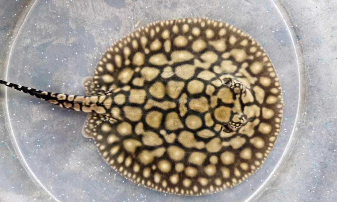 Stingray Black Diamond
