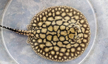 Stingray Black Diamond