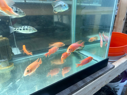 African Cichlid Dragon Blood Peacock