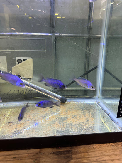 African Cichlid Mdoka Cichlid (White Lips) 3"-4"