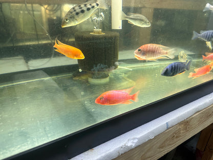 African Cichlid Dragon Blood Peacock