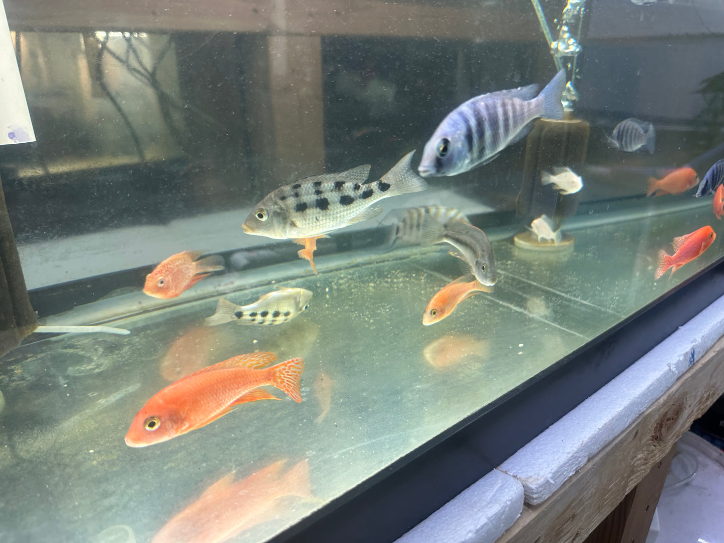 African Cichlid Dragon Blood Peacock