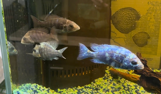 African Cichlid Star Saphire (Placido. Phenochilus) 3" Females