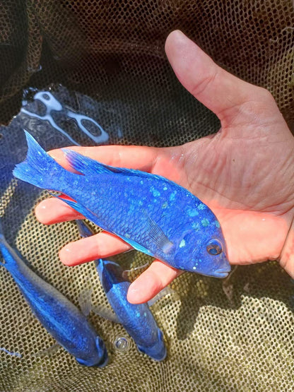African Cichlid Star Saphire (Placido. Phenochilus) 5"-6" Chipped Males