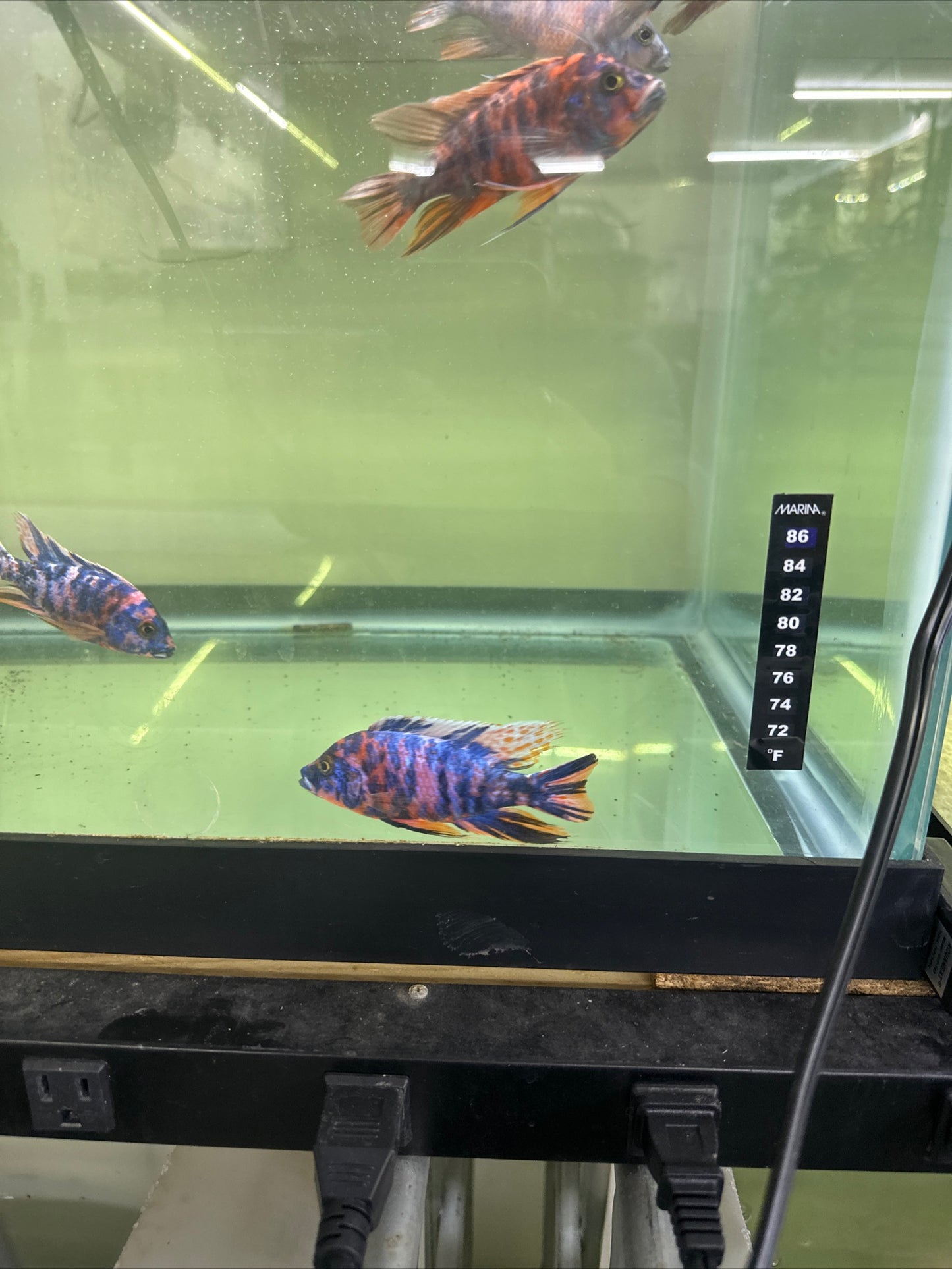 African Cichlid OB Peacock