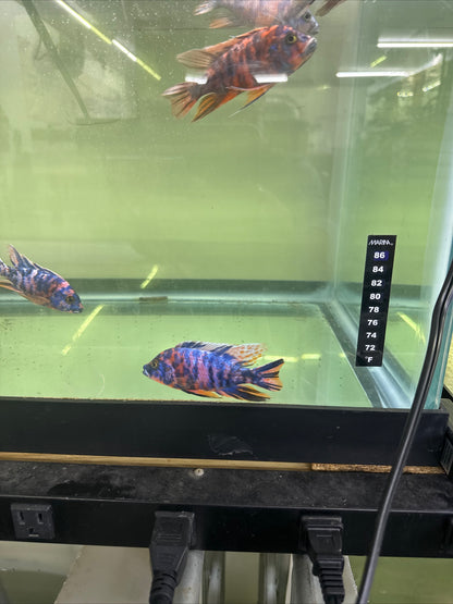 African Cichlid OB Peacock