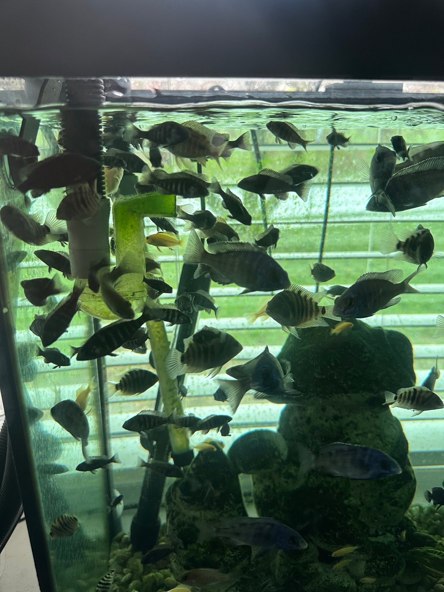 African Cichlid Star Saphire (Placido. Phenochilus 1.5"-2”