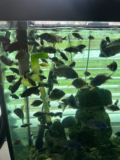 African Cichlid Star Saphire (Placido. Phenochilus 1.5"-2”