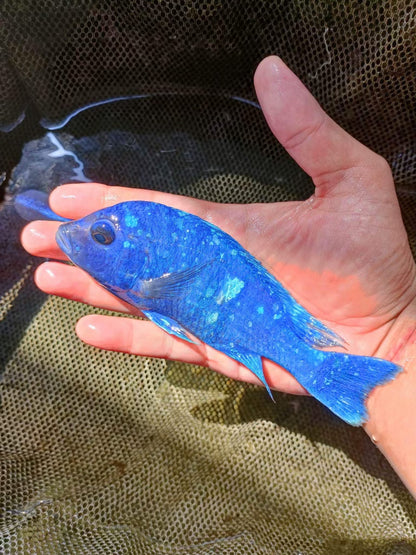 African Cichlid Star Saphire (Placido. Phenochilus) 5"-6" Chipped Males
