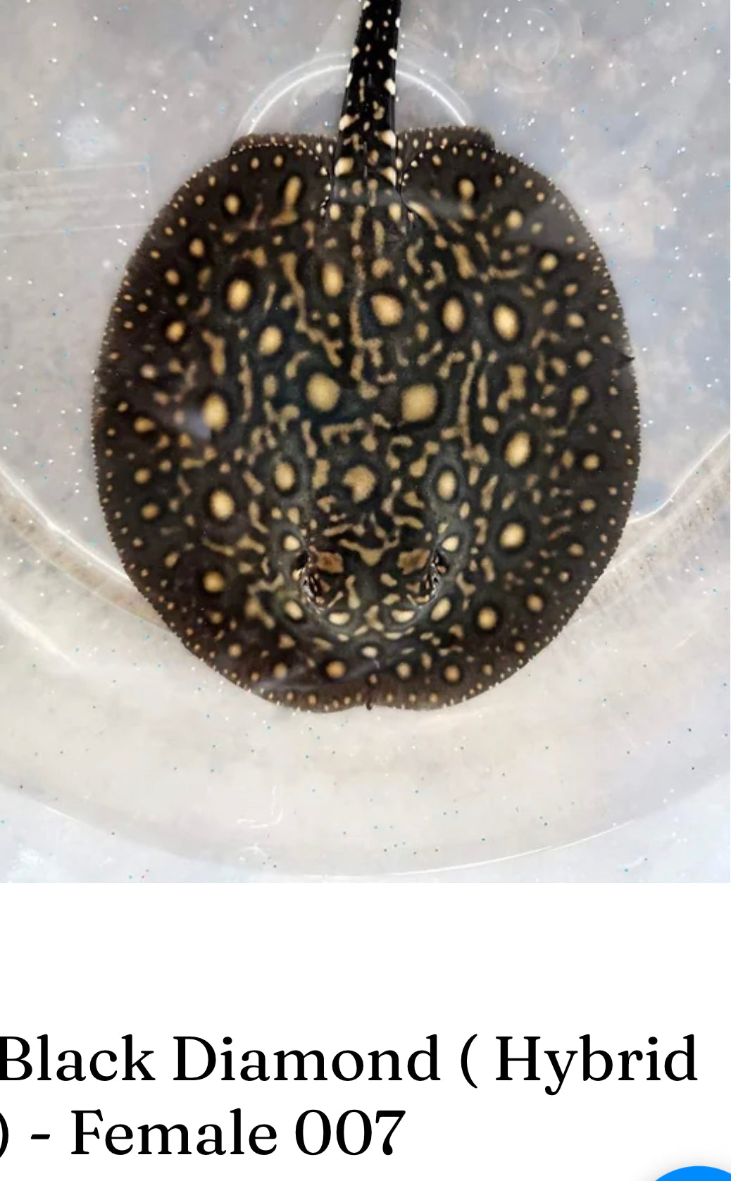 Stingray Black Diamond