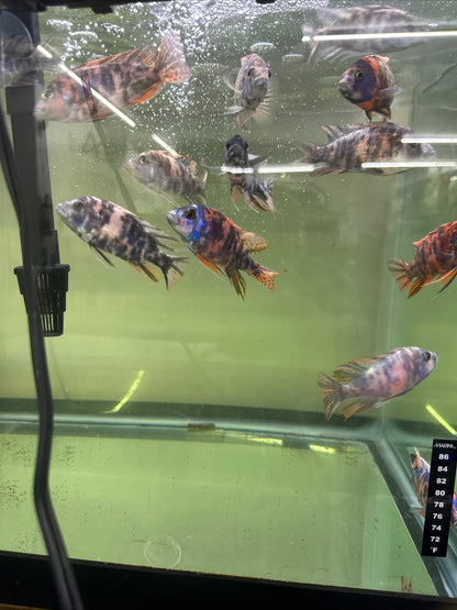 African Cichlid OB Peacock