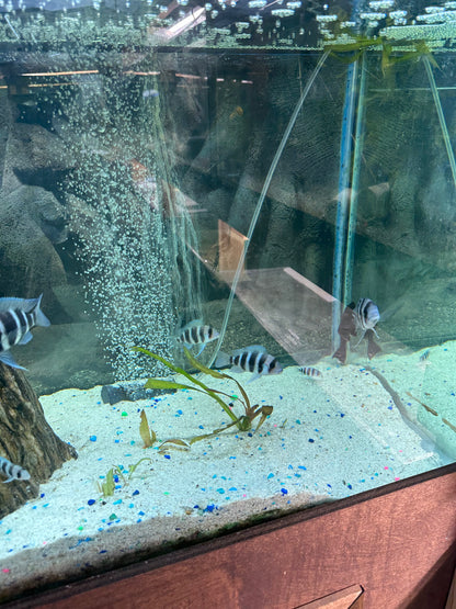 African Cichlid Frontosa