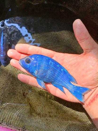 African Cichlid Star Saphire (Placido. Phenochilus) 5"-6" Chipped Males