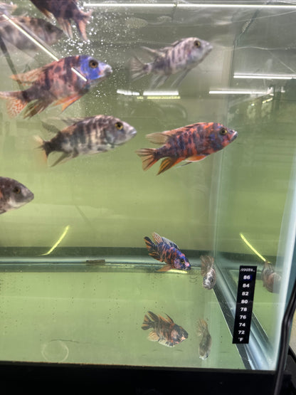 African Cichlid OB Peacock
