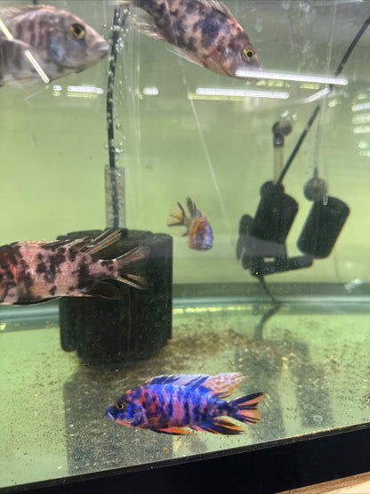 African Cichlid OB Peacock