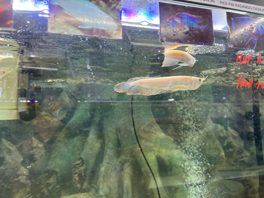 Albino Silver Arowana (Osteoglossum Bicirrhosum)