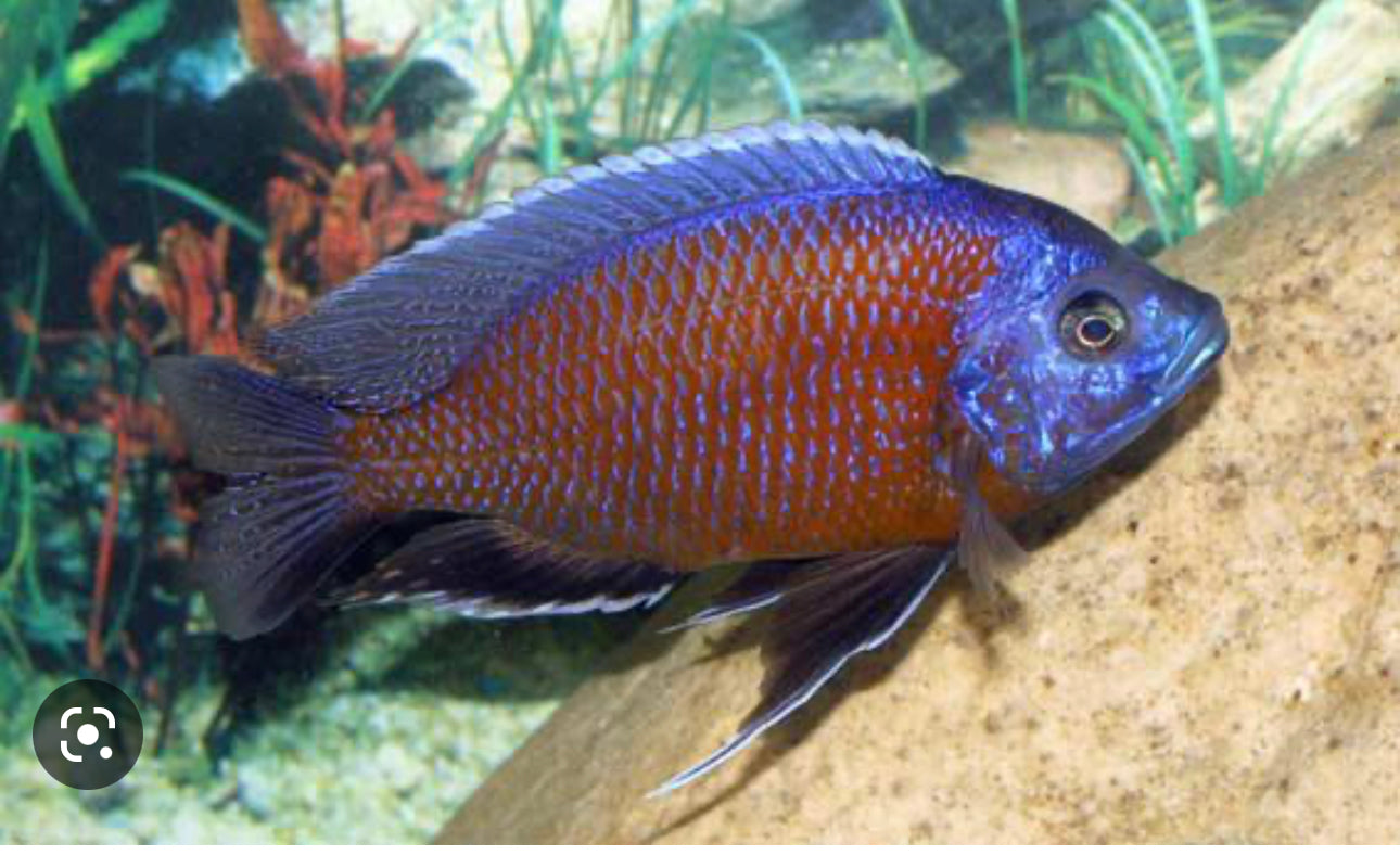 African Cichlid Kadango (borley) chiclid