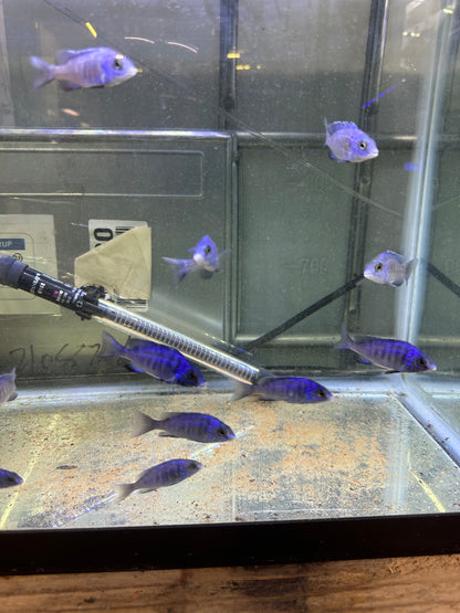 African Cichlid Mdoka Cichlid (White Lips) 3"-4"