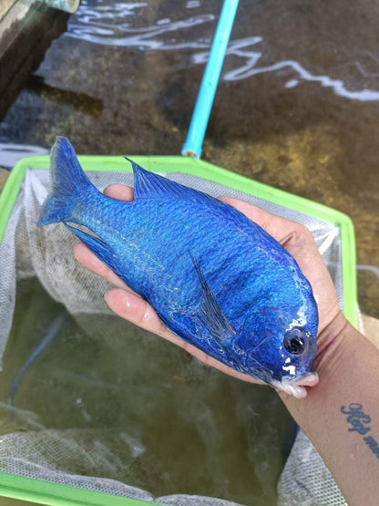 African Cichlid Mdoka Cichlid (White Lips) 3"-4"
