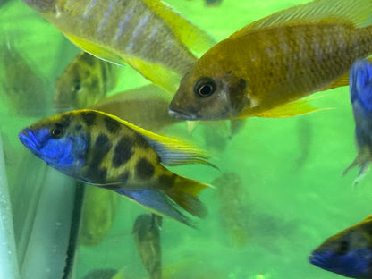 African Cichlid Venustus (giraffe cichlid)