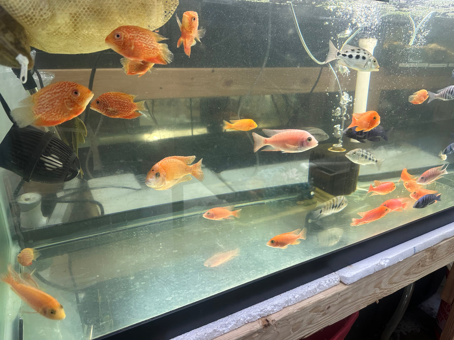 African Cichlid Dragon Blood Peacock