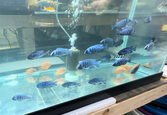 African Cichlid Star Saphire (Placido. Phenochilus) 3"-4"