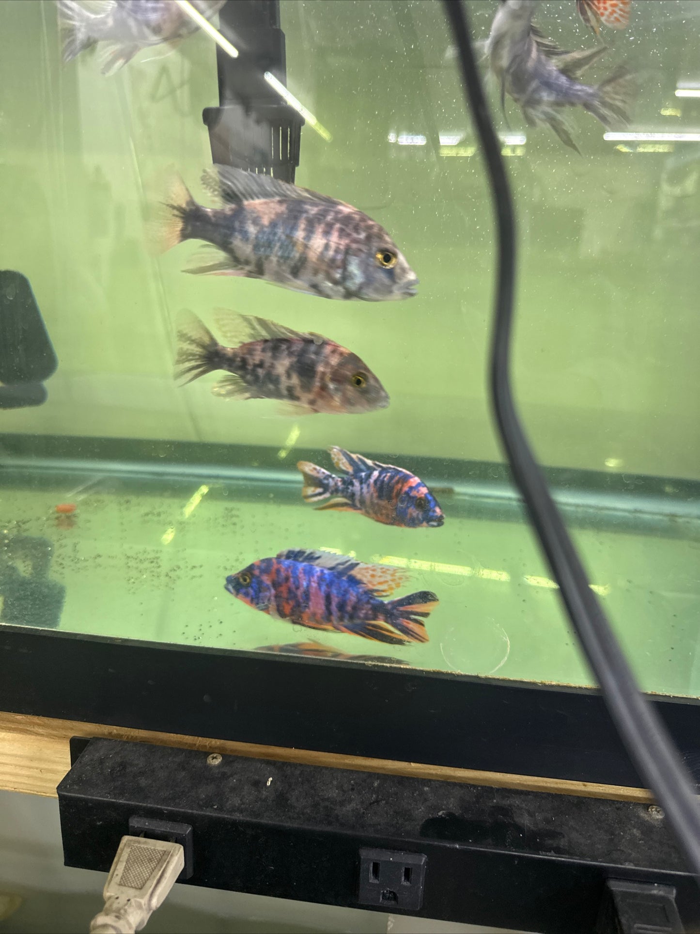 African Cichlid OB Peacock