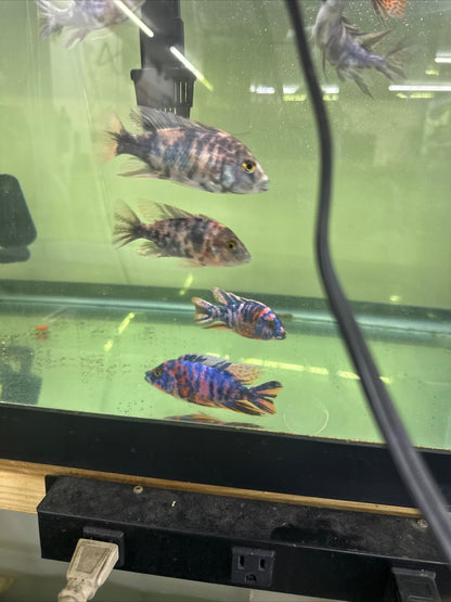 African Cichlid OB Peacock