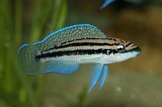 African Cichlid Julidochromis Dickfeldi
