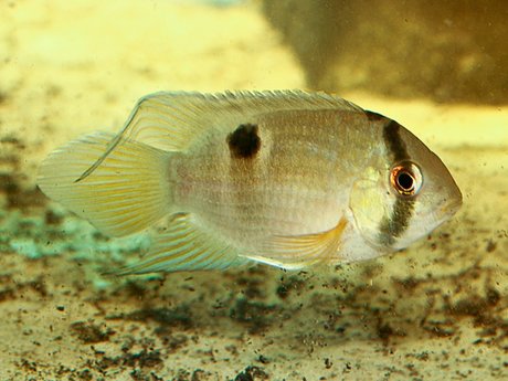 Keyhole Cichlid 1"+