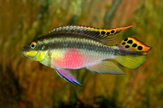 American Cichlid Kribensis