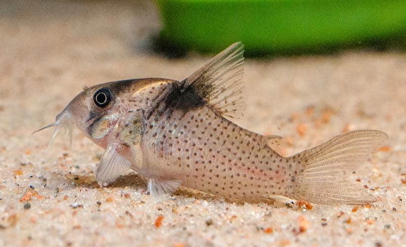 Cory melanistius corydoras