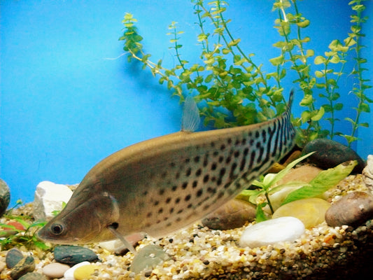 Royal Clown Knife Fish Large