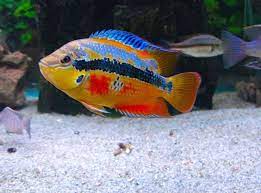 Salvini Cichlid