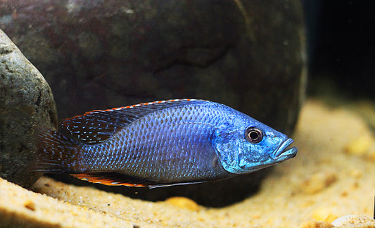 African Cichlid Dimidochromis Strigatus Sunset large male