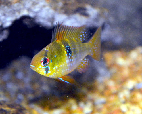 Wild Blue RAM