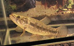 Wolf Fish 7"+